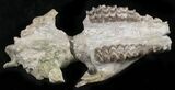 Large Oreodont Partial Skull - Wyoming #27584-3